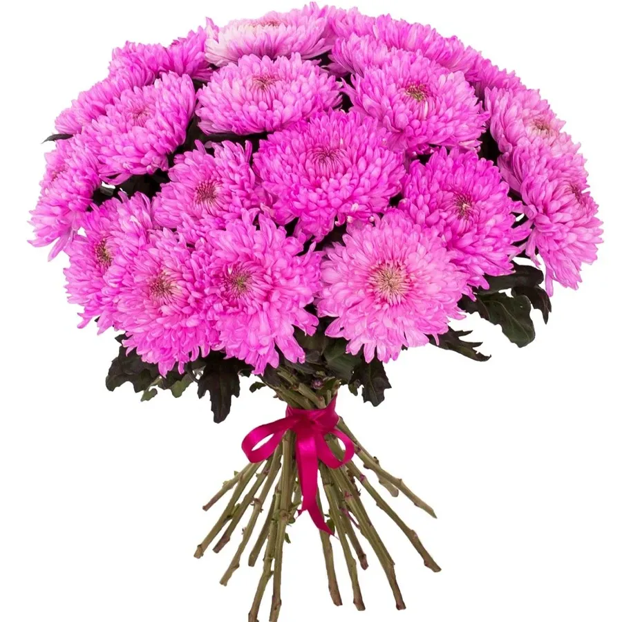 Хризантема одноголовая розовая